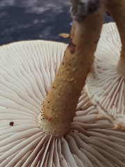 Pleuroflammula tuberculosa