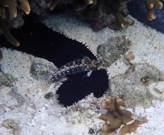 Parapercis australis