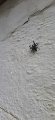 Carrhotus viduus