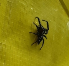Carrhotus viduus