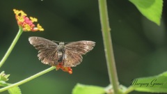 Carcharodini