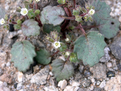 Phacelia neglecta