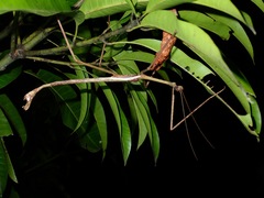 Pharnacia ponderosa