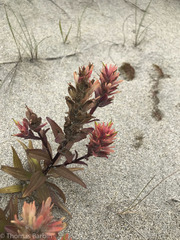 Castilleja miniata dixonii
