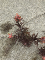 Castilleja miniata dixonii