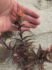 Castilleja miniata dixonii