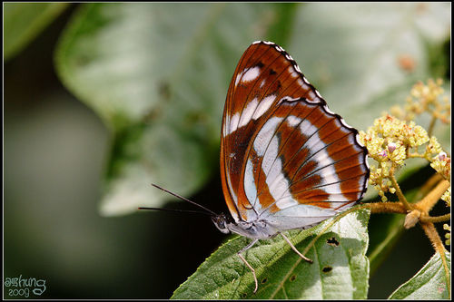 Athyma fortuna · iNaturalist