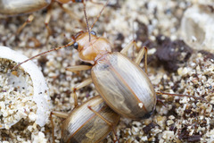 Nebria diversa