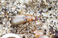 Nebria diversa