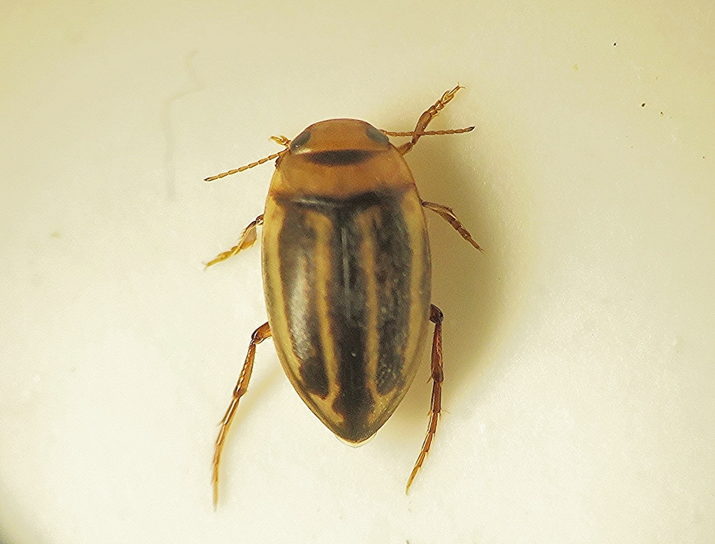 Neoporus vittatus