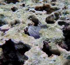 Gymnothorax pictus