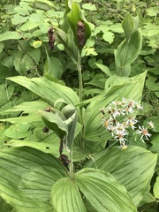 Cypripedium reginae