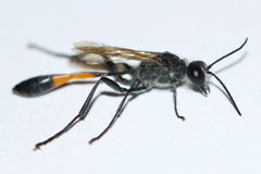 Ammophila azteca