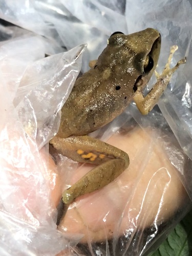 Reichle's Robber Frog