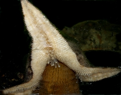 Asterina stellifera