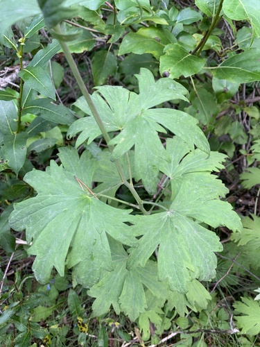 Delphinium cultorum