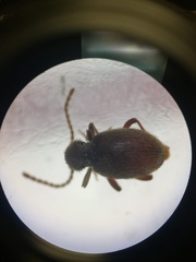 Ptininae