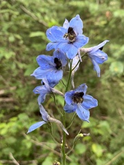 Delphinium cultorum