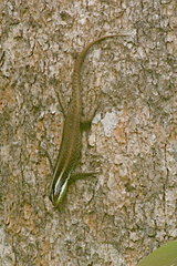 Dasia vittata