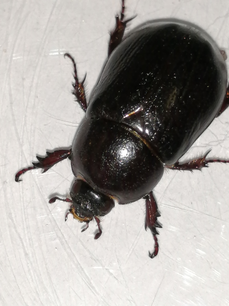 Ligyrus sallaei