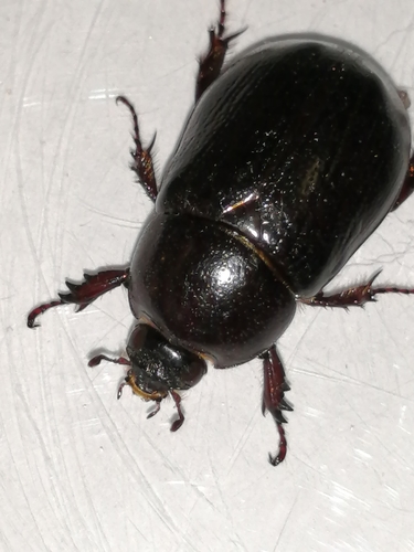 Ligyrus sallaei