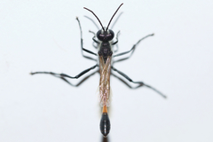 Ammophila azteca