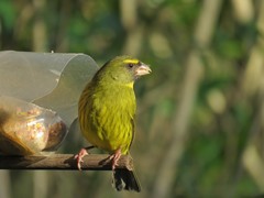 Crithagra scotops umbrosa