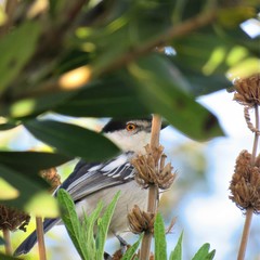 Dryoscopus cubla cubla