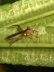 Hyalymenus longispinus