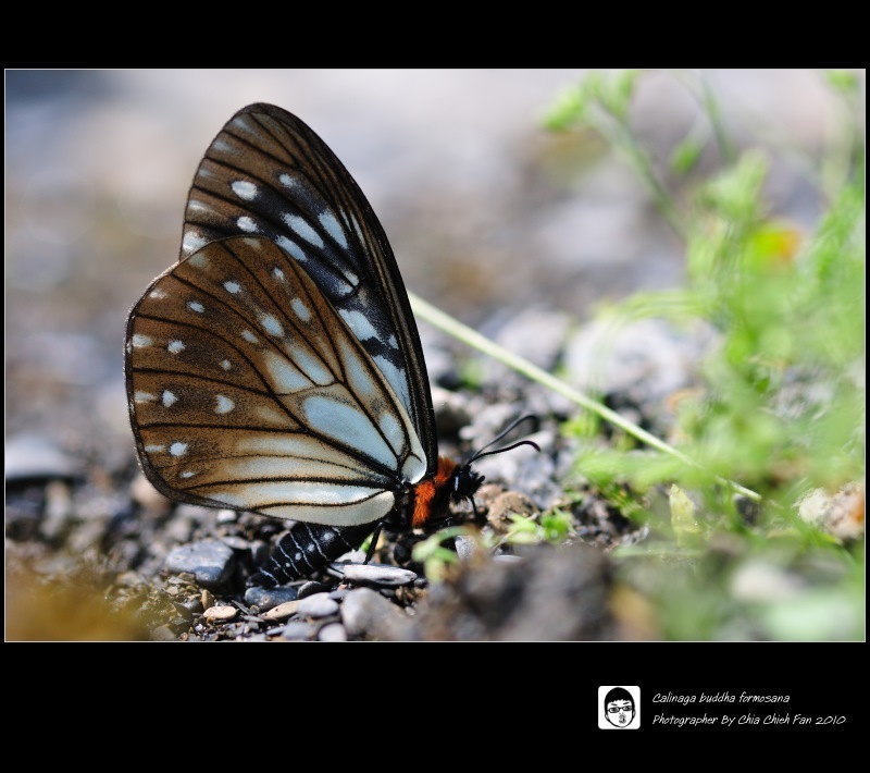 Calinaginae