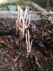 Clavulina castaneipes