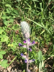 Oxytropis splendens