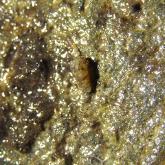 Potamopyrgus oppidanus