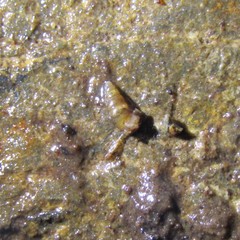 Potamopyrgus oppidanus