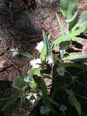 Calochortus minimus