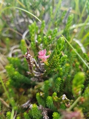 Exobasidium cassiopes