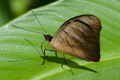 Catonephele salambria