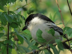 Dryoscopus cubla cubla