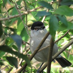 Dryoscopus cubla cubla