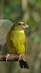 Crithagra scotops umbrosa