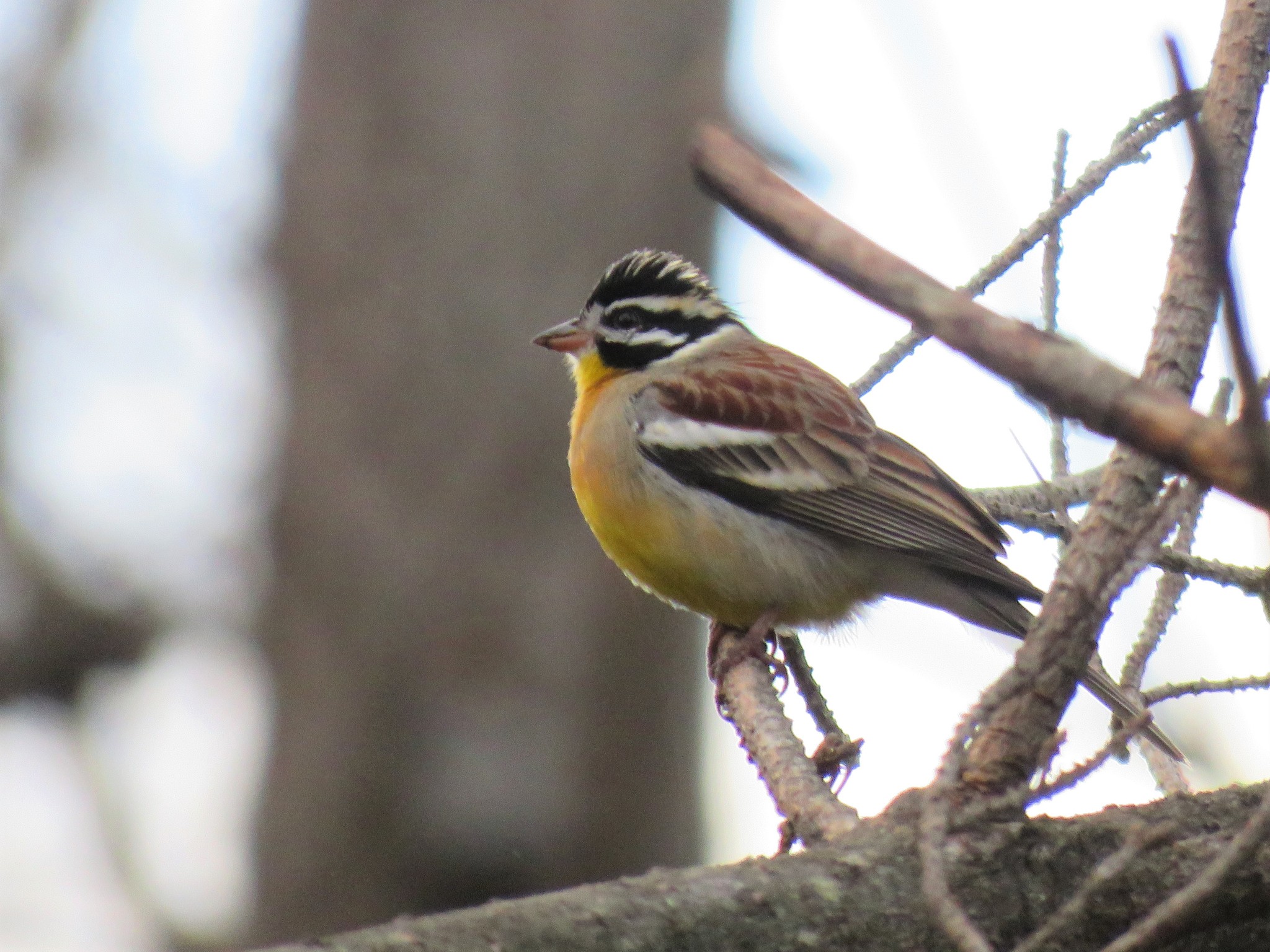 Golden-breasted Bunting illustration