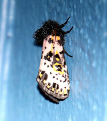 Xanthopastis moctezuma