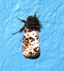 Xanthopastis moctezuma