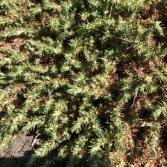 Cardionema ramosissimum