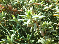 Suaeda novae-zelandiae