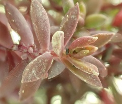 Suaeda novae-zelandiae