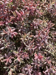 Suaeda novae-zelandiae