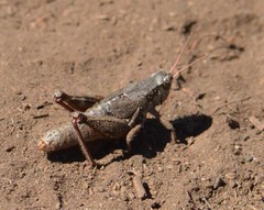Melanoplus oreophilus