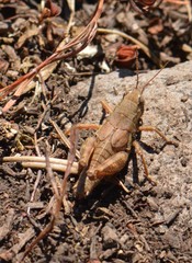 Melanoplus oreophilus