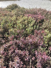 Suaeda novae-zelandiae